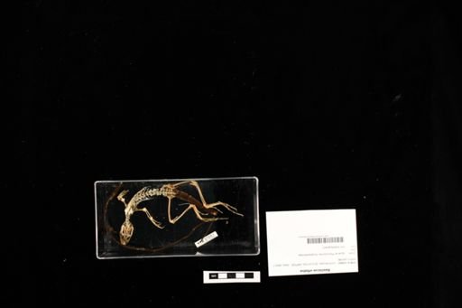 Basiliscus vittatus