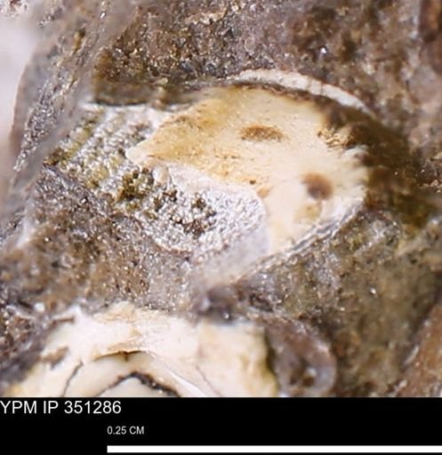 undet. Bivalvia