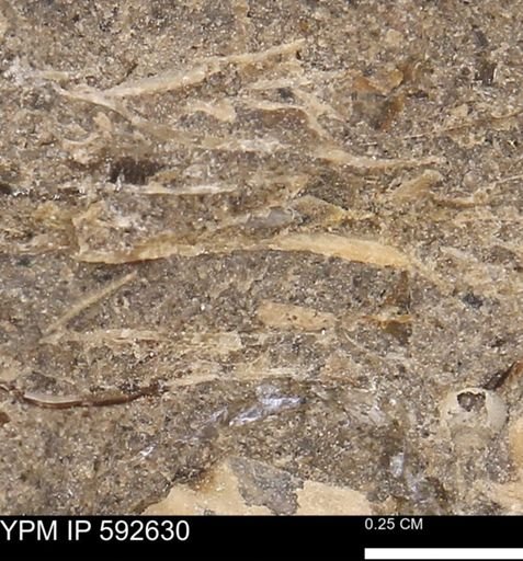 undet. Mollusca