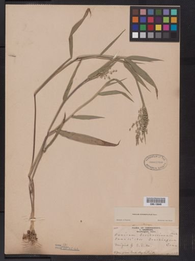 Panicum oligosanthes