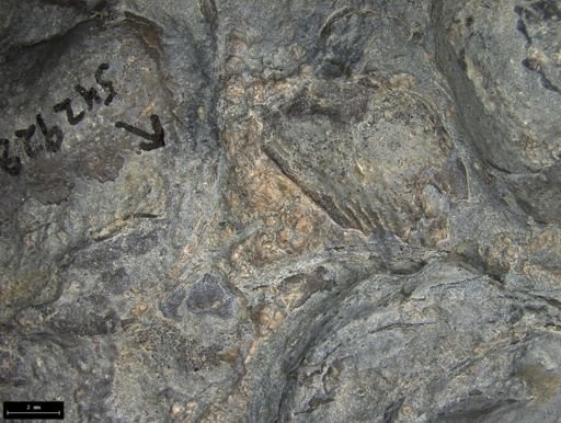 Aplocoma damesii