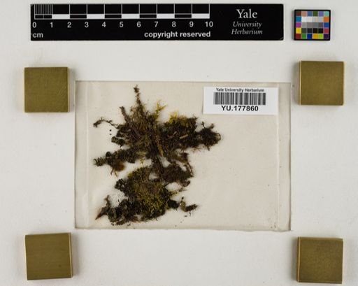 Plantae