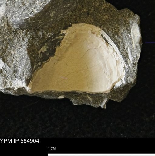 undet. Bivalvia