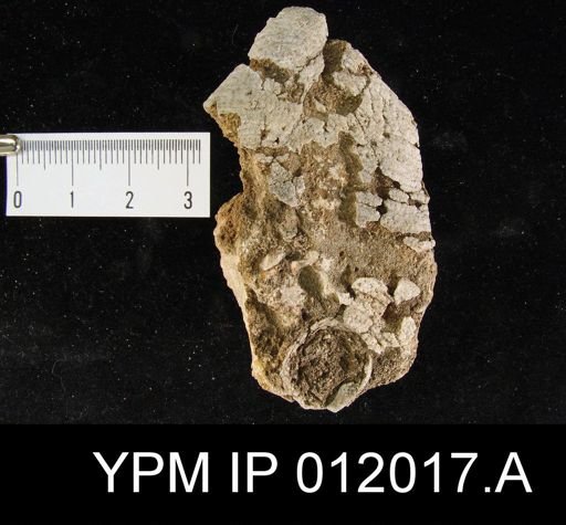 Lyttonia nobilis americanus