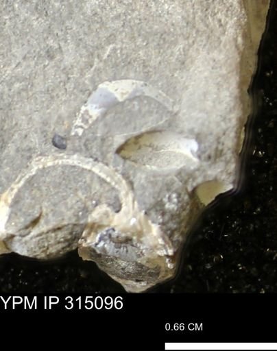 undet. Bivalvia