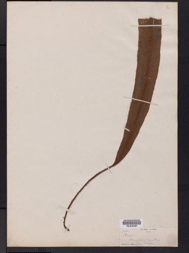 Elaphoglossum