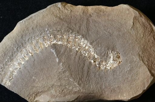 Euphoberia carri