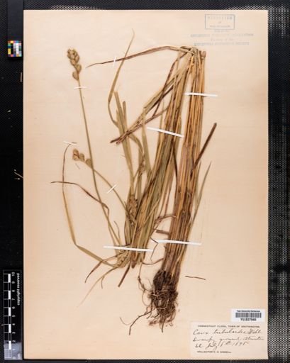 Carex tribuloides