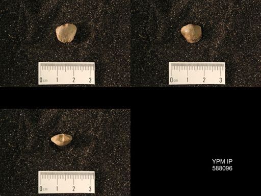 Platystrophia lynx