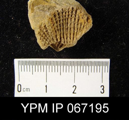 Atrypa hystrix occidentalis