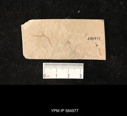 undet. Tipulidae