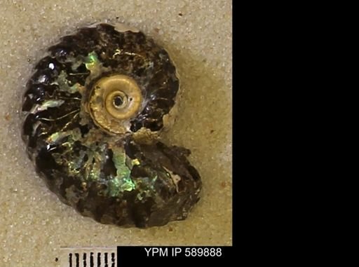 undet. Scaphitidae