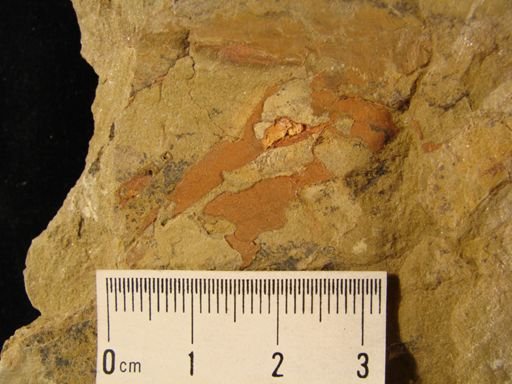 Archaeoconularia sp.