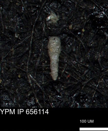 Verneuilinoides kansasensis