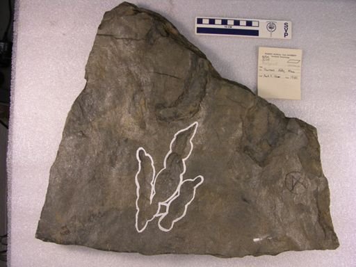 Grallator sp.