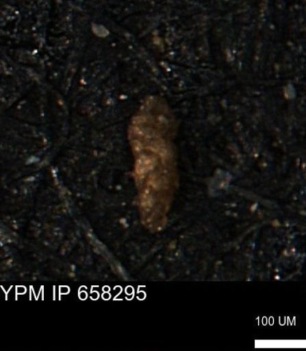 Verneuilinoides kansasensis