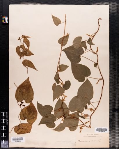 Dioscorea villosa