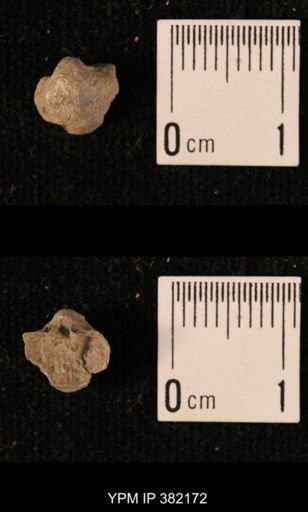 Ambocoelia planoconvexa