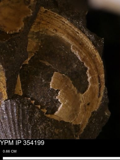undet. Bivalvia