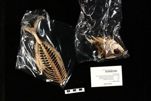 Caranx crysos