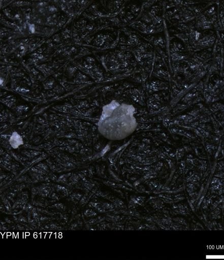 undet. Foraminiferida