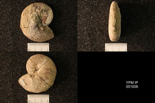 Hoploscaphites nicolletii