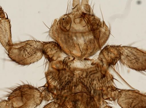 Melophagus ovinus