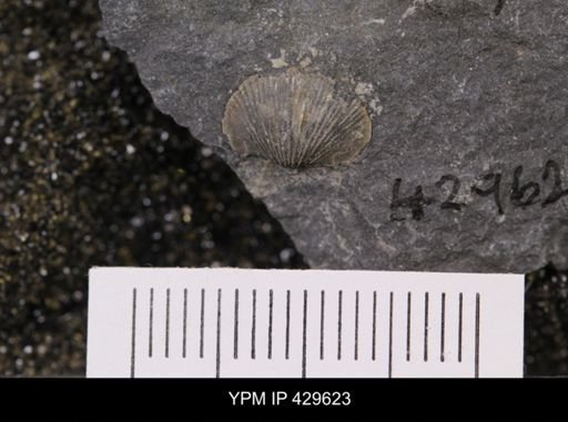 Devonochonetes coronatus