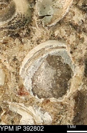 Protocardia sp.