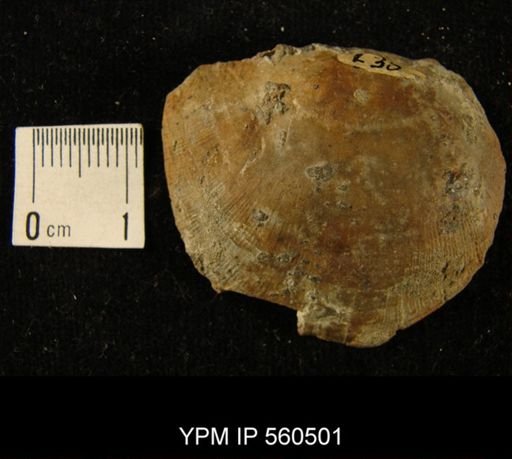 Strophomena incurvata