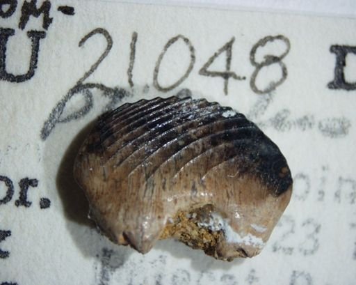 Ptilodus montanus