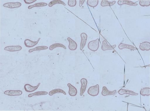 Apis mellifera