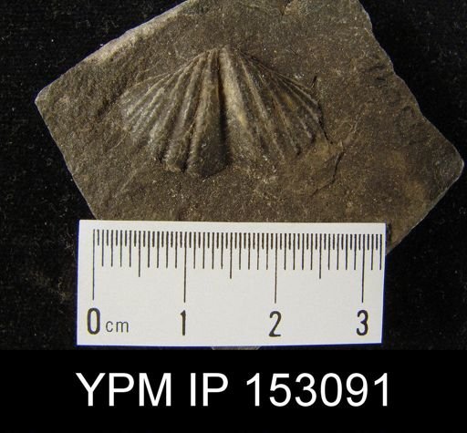 Spirifer sp.