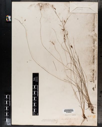 Rhynchospora oligantha