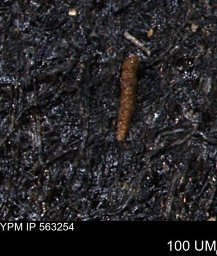Verneuilinoides hectori