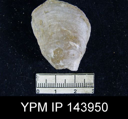 Productus (Striatifera) compressus