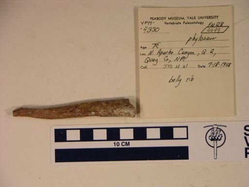 Parasuchidae