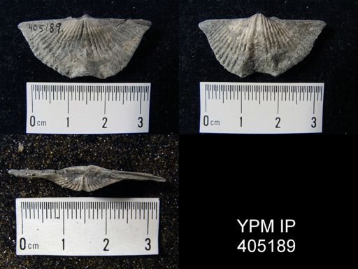Mucrospirifer sp.