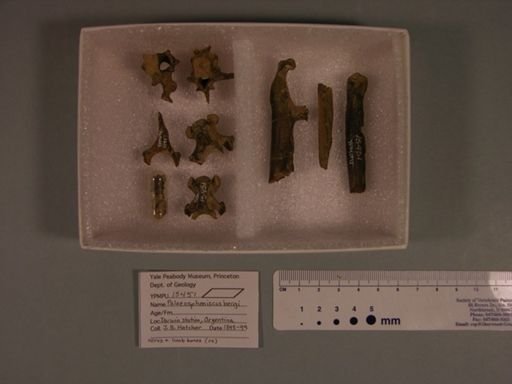 Neornithes