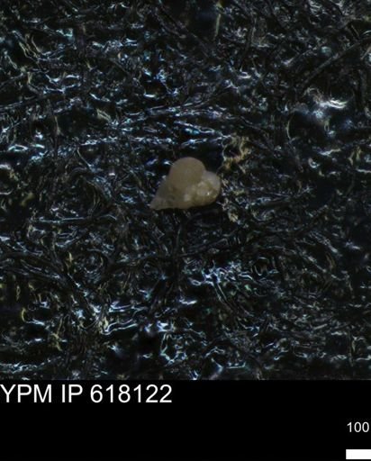 undet. Heterohelicidae