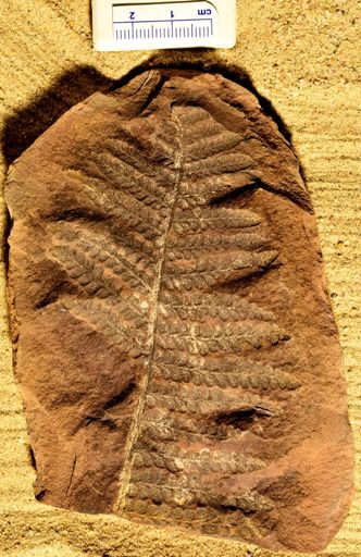 Pecopteris