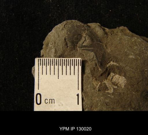 Cryphaeus boothi