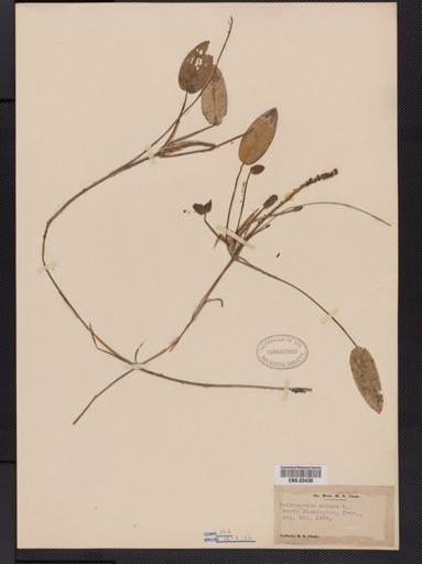 Potamogeton natans