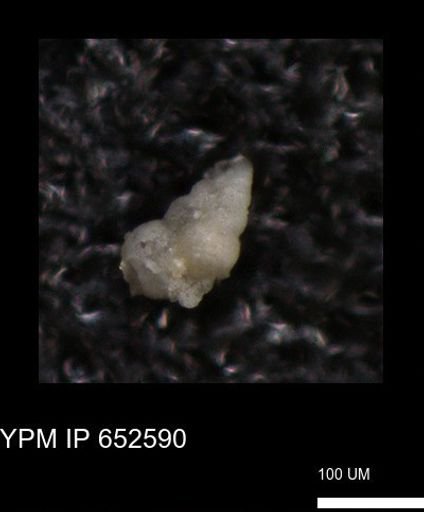 undet. Foraminiferida