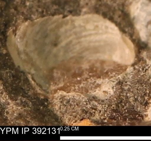 Protocardia sp.