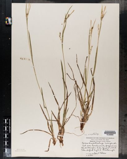 Carex ormostachya