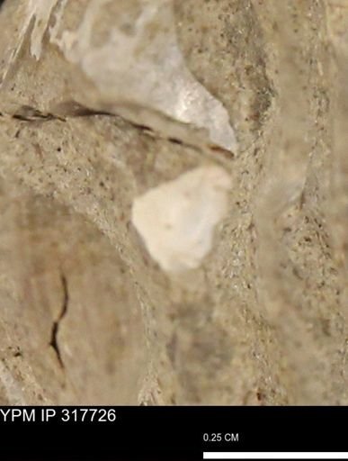 undet. Mollusca