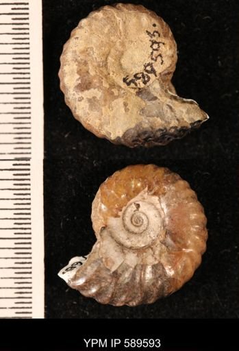 Hoploscaphites comprimus