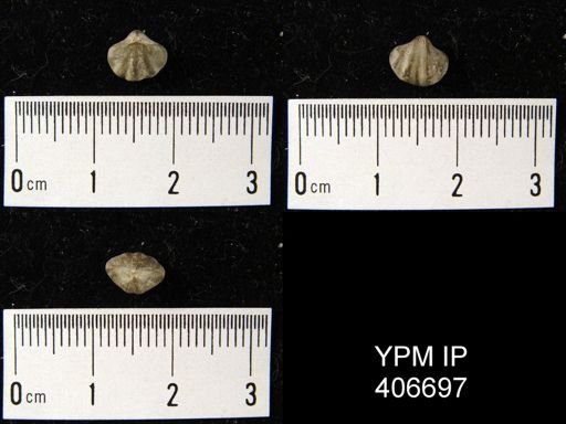 Spirifer crispus