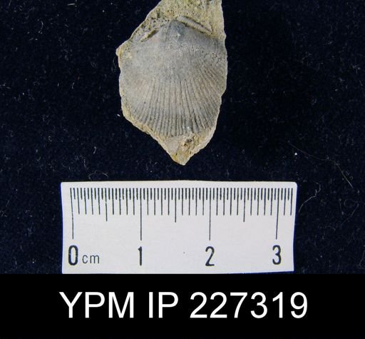 Dalmanella elegantula